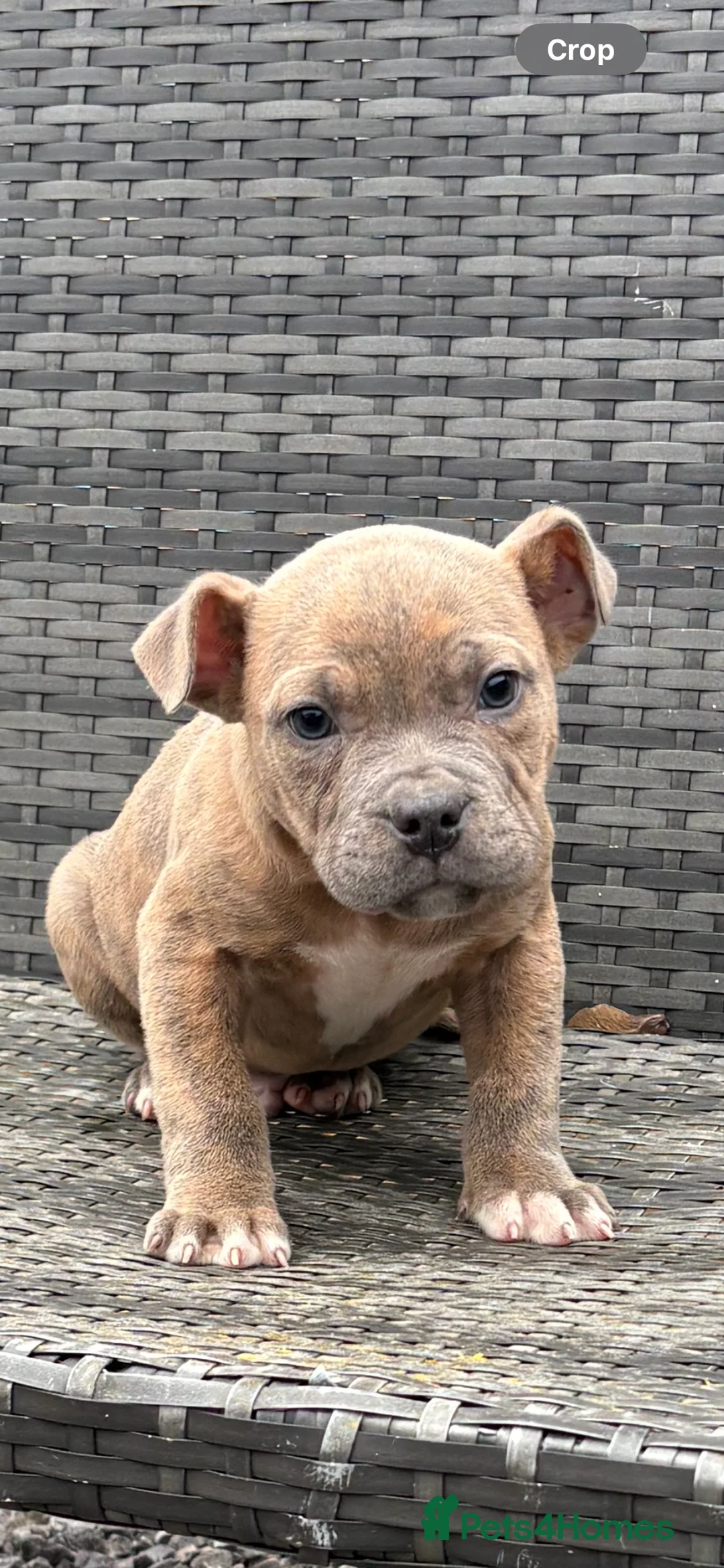 Mixed Breed dogs for sale: Olde English Bulldog pups  - Advert 10