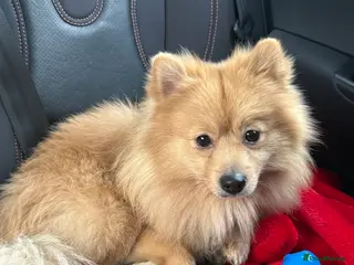 Pomeranian dogs Pomeranian for sale - Advert 1