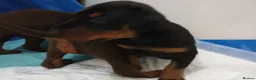 Dobermann dogs for sale: Dobermann puppies - Advert 16