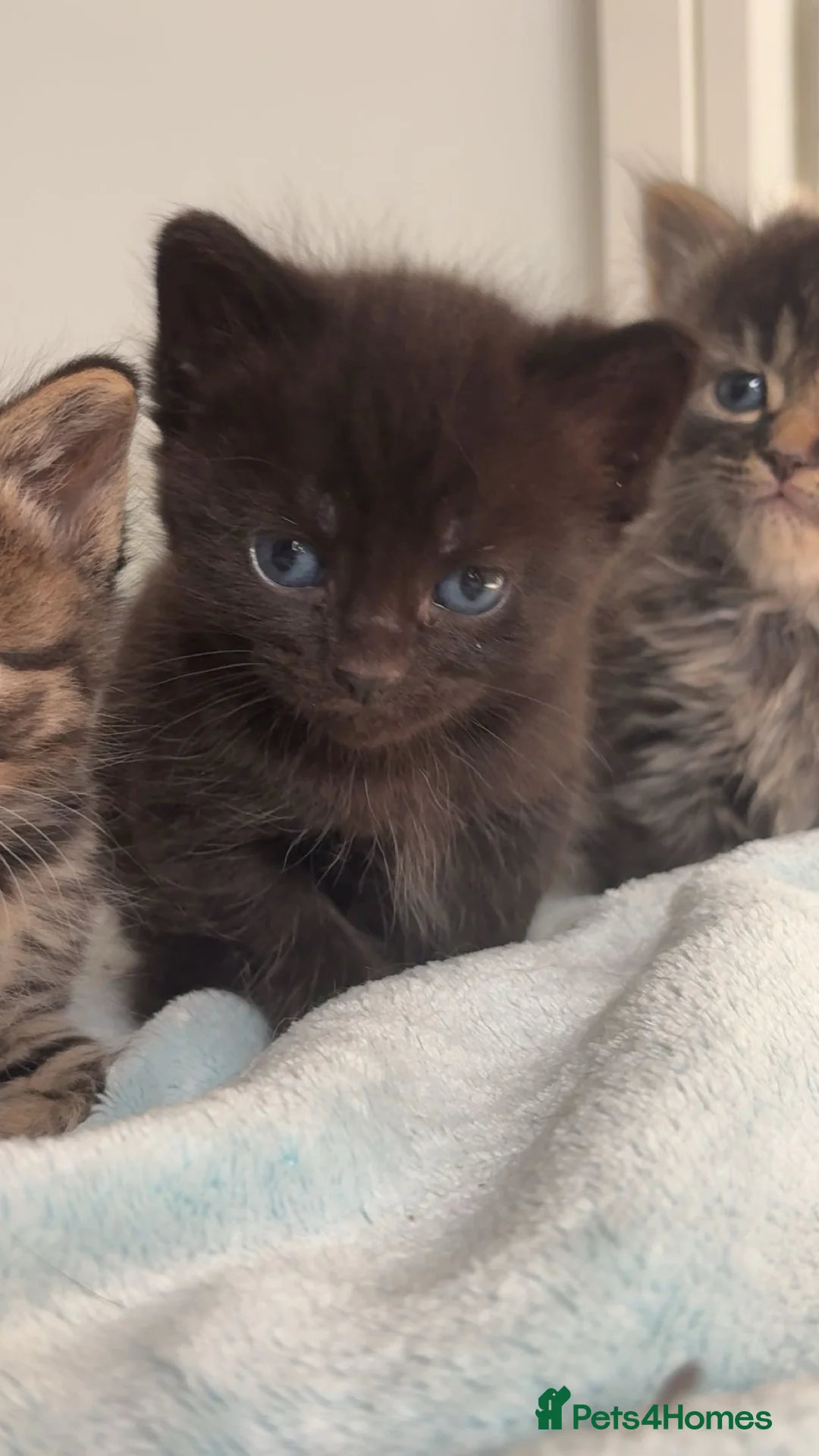 Mixed Breed cats for sale: Mixed Breed Kittens - Advert 2