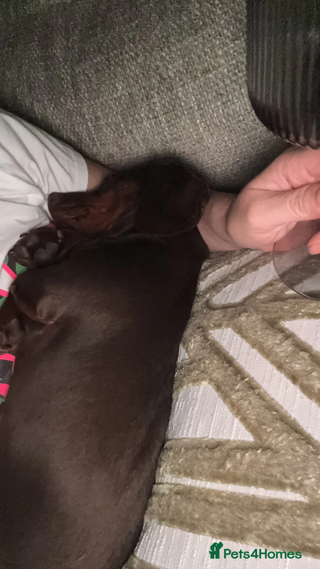 Miniature Dachshund dogs for sale: 9 month old chocolate and tan miniature Dachsund in Southport - Advert 2