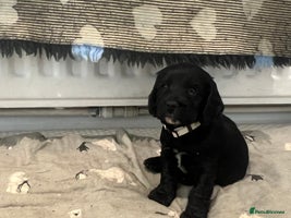 Cocker Spaniel dogs - Advert 2