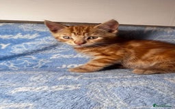 Mixed Breed cats for sale: 3 Lovely Kittens - Image 28