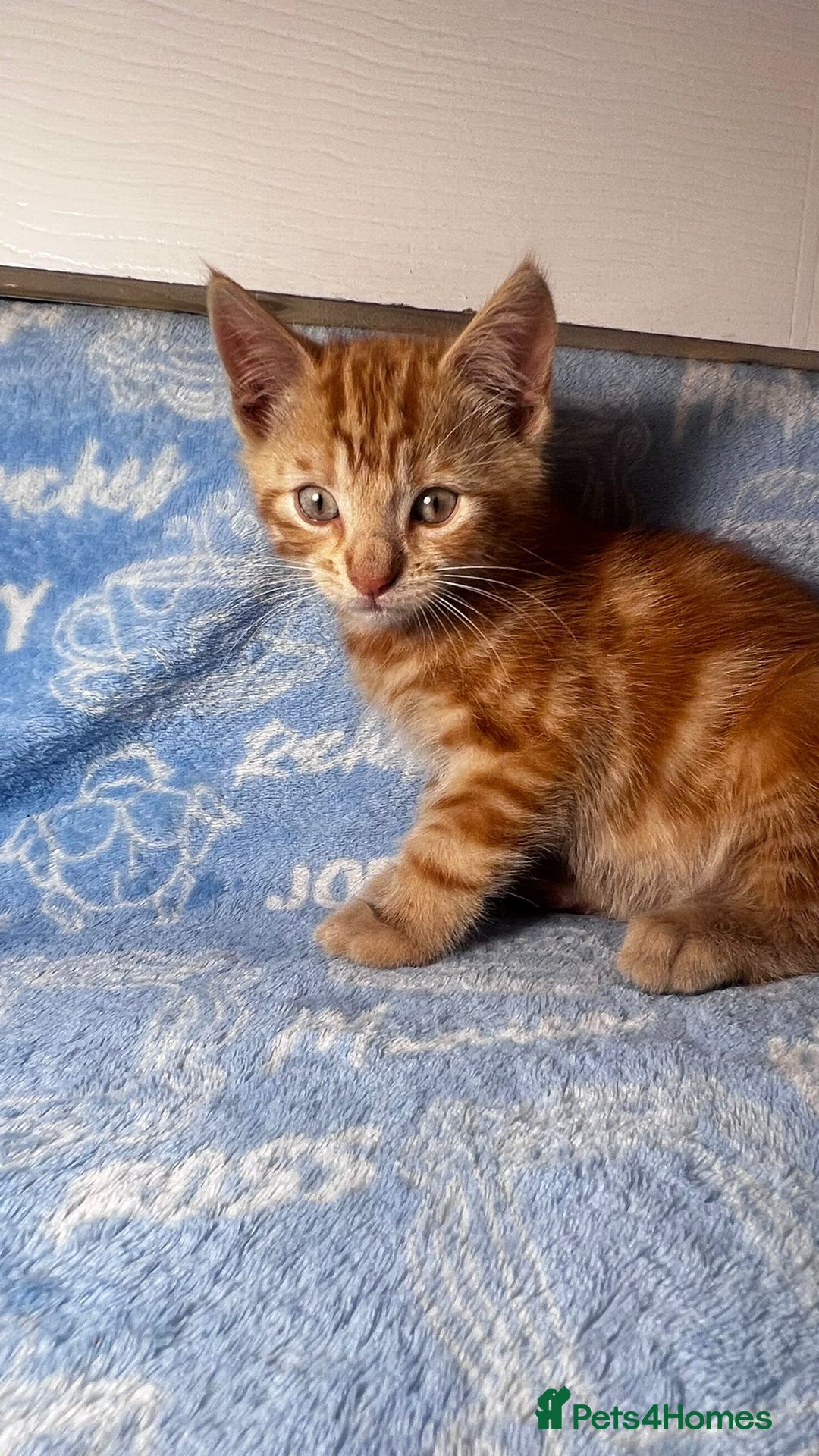 Mixed Breed cats for sale: 3 Lovely Kittens - Image 28