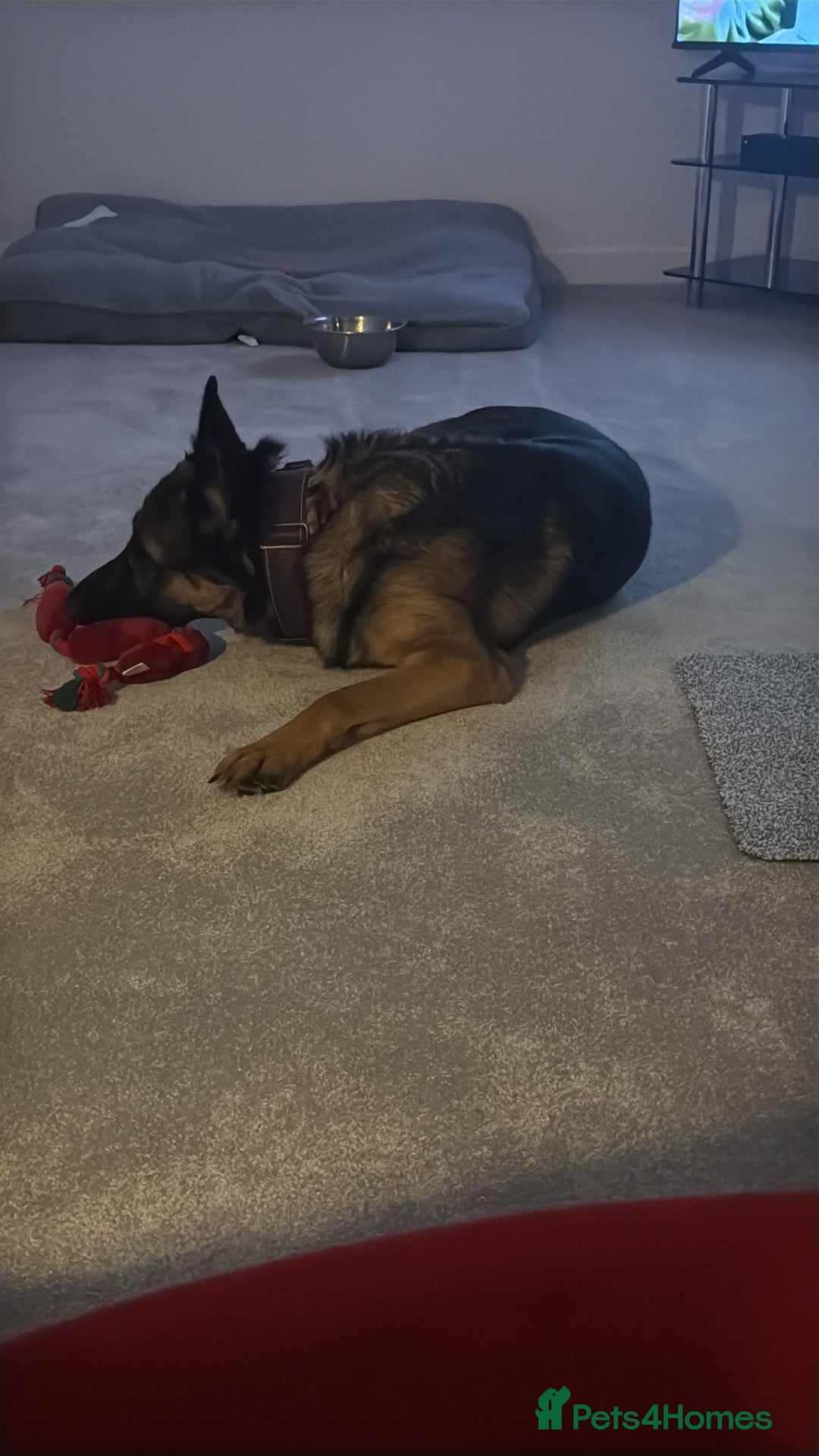 German Shepherd dogs for sale: German shepherd  - Advert 3