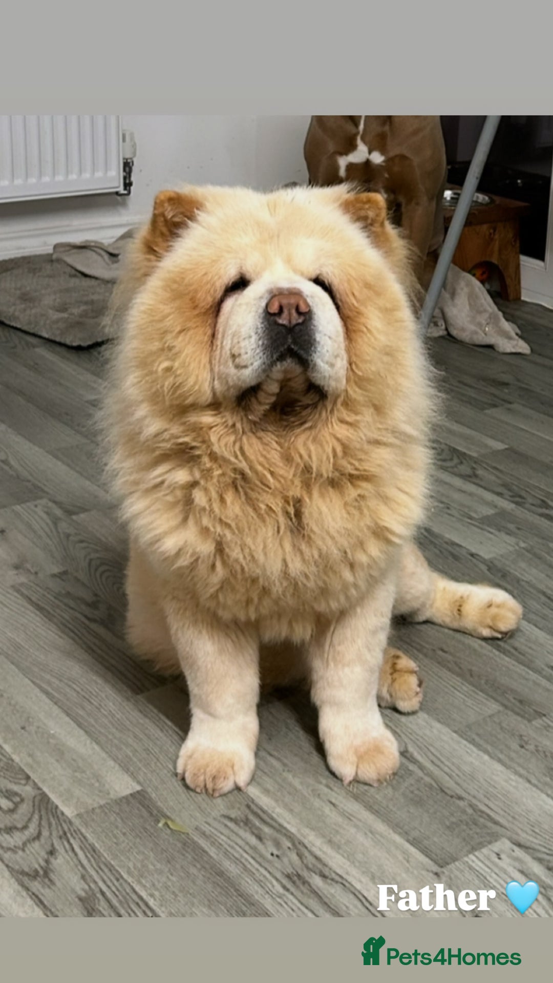 Chow Chow dogs for sale: Four Luxury Female ChowChows🐾 - Advert 23