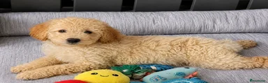 💚 AUBRAC Miniature Goldendoodle 4