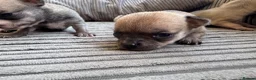 Chihuahua dogs for sale: Chihuahua Puppies - Advert 16