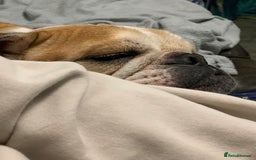 English Bulldog dogs for sale: Beautiful breed standard 7 year old girl  - Image 7