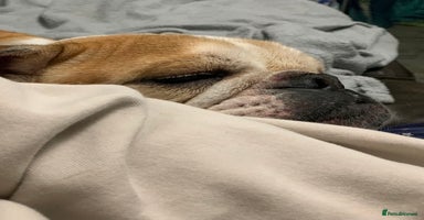 English Bulldog dogs - Advert 8