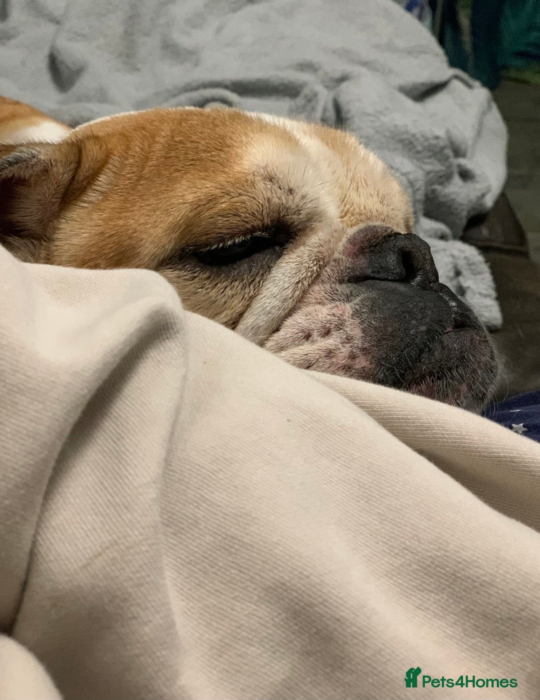 English Bulldog dogs for sale: Beautiful breed standard 7 year old girl  - Image 7