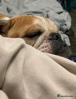 English Bulldog dogs - Advert 8