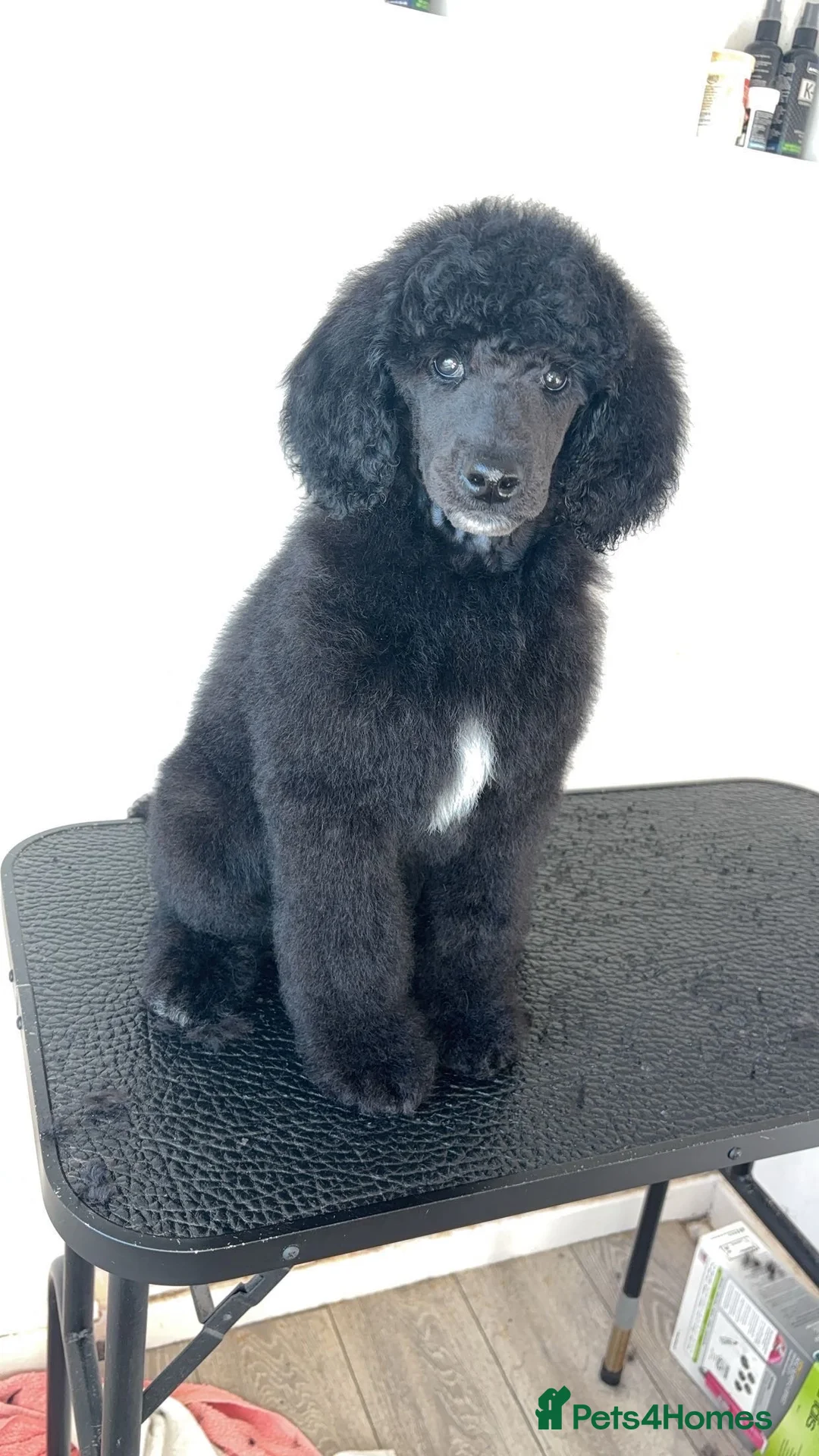 Standard Poodle dogs for sale: ReducedKC Registered standard poodle puppies  - Advert 8