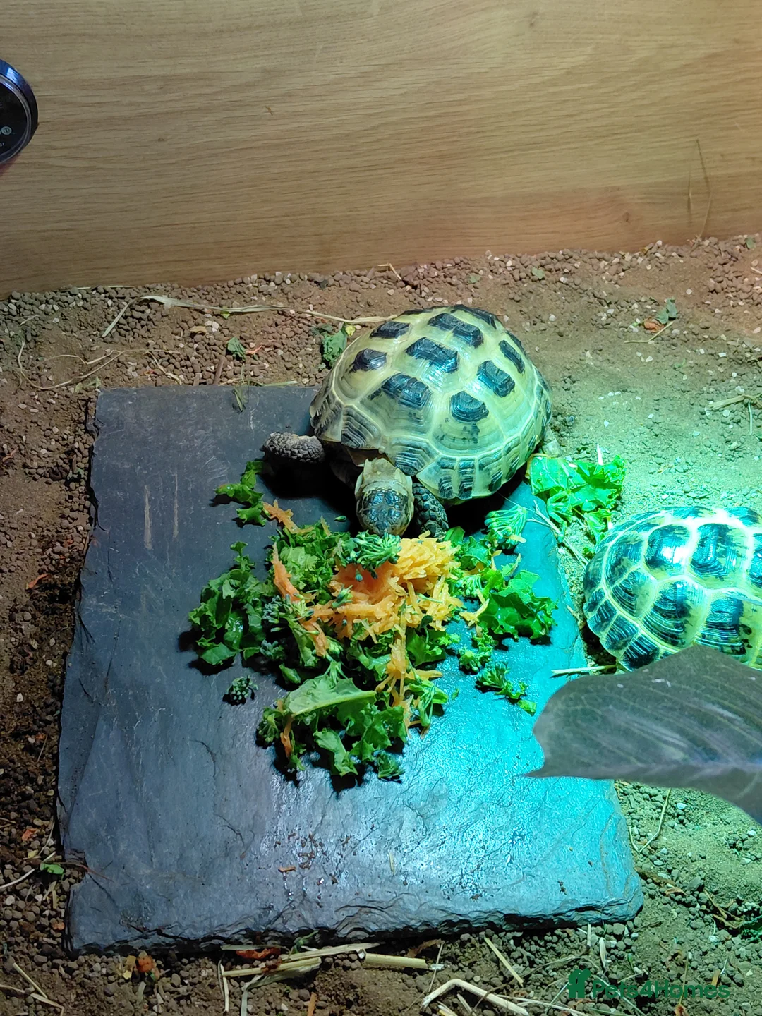 Tortoise reptiles for sale: Horsefield Tortoises  - Advert 6