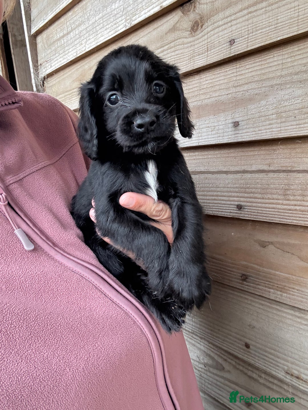 Sprocker dogs for sale: Sprocker spaniel puppy’s for sale  - Image 7