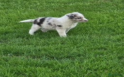 Border Collie dogs for sale: Stunning Blue Merle, Red Merle, Red/Black & White - Image 1