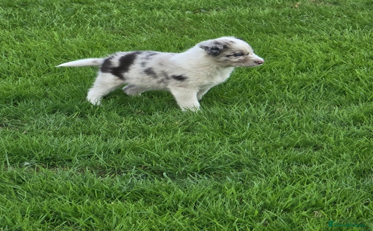 Border Collie dogs - Advert 9