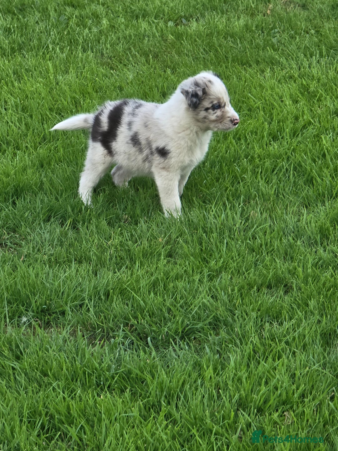 Border Collie dogs for sale: Stunning Blue Merle, Red Merle, Red/Black & White - Image 1