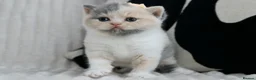 British Shorthair cats for sale: 😻 Unique BSH kittens with pedigree! ✨ - Advert 30