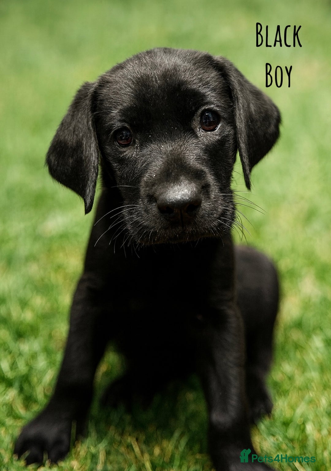 Labrador Retriever dogs for sale: Kc Registered Labradors ready to leave now - Image 13