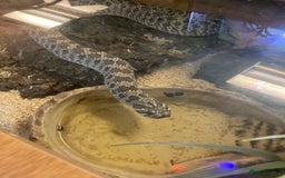 Snake reptiles for sale: Male Hognose Snake - Image 6