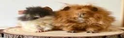 Guinea Pig rodents for sale: 2 pairs of boars  - Advert 1