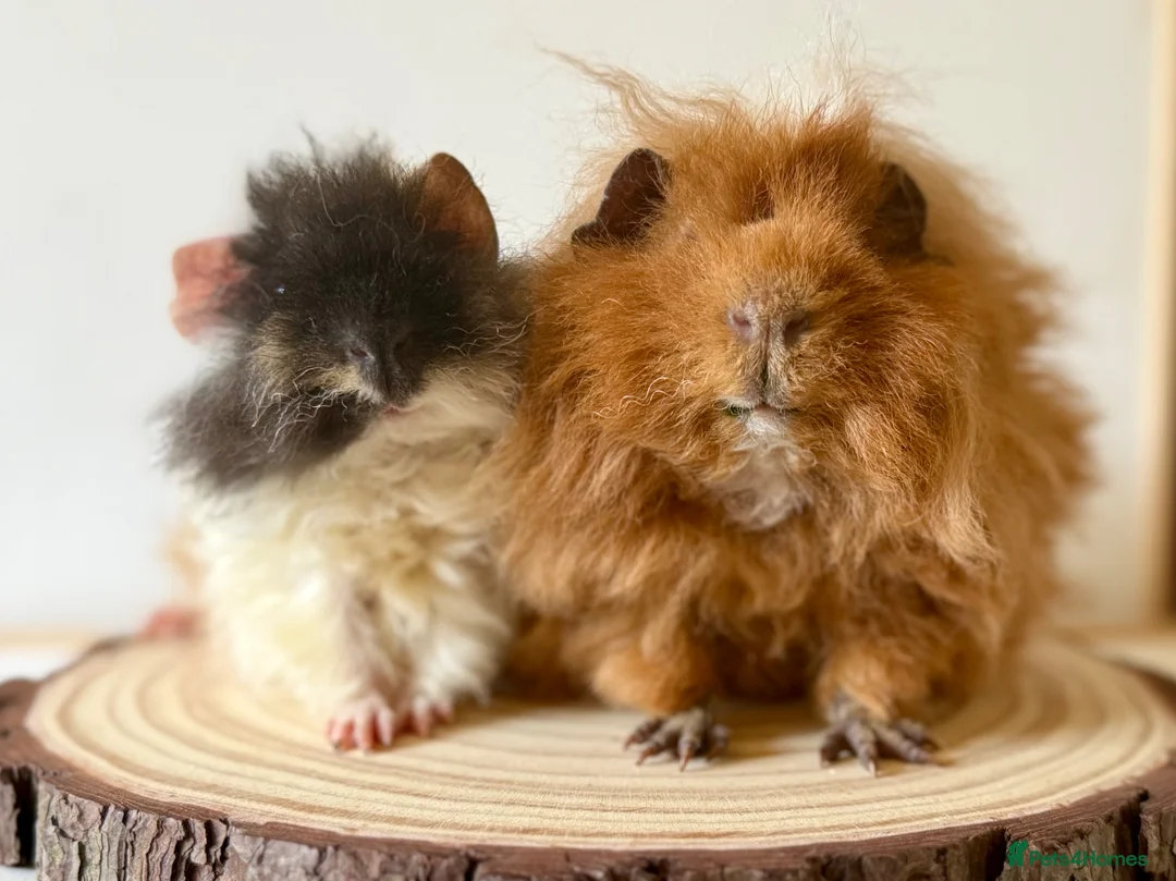 Guinea Pig rodents for sale: 2 pairs of boars  - Advert 1