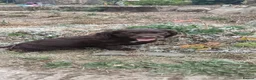 Cocker Spaniel dogs for sale: READY NOW - Cocker Spaniel Puppies - Advert 7