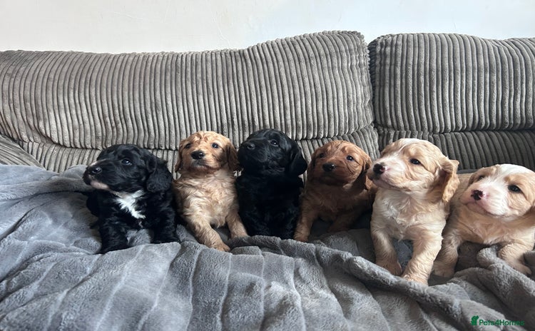 Cockapoo dogs - Advert 8