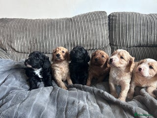 Cockapoo dogs - Advert 31