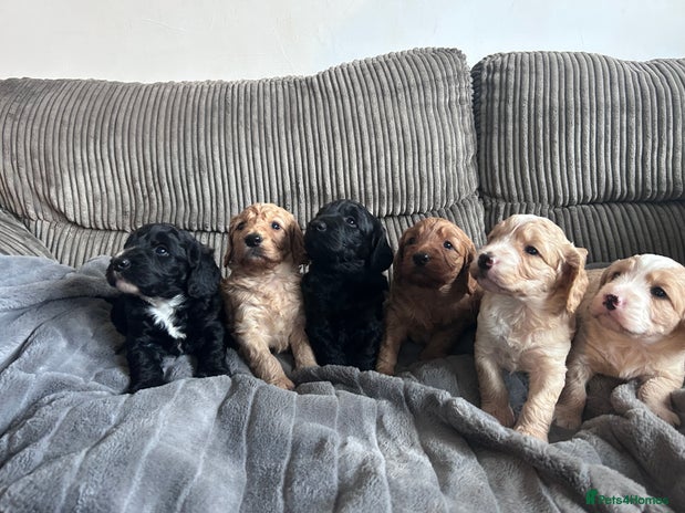 Cockapoo dogs - Advert 12