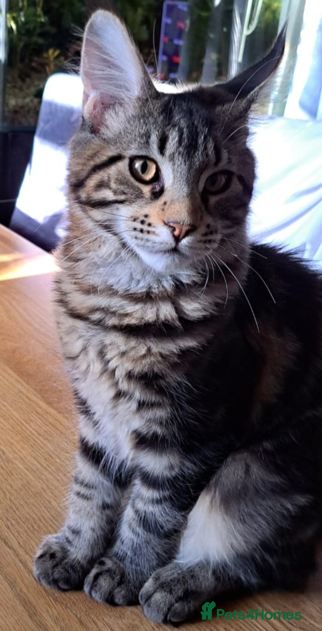 Maine Coon cats for sale: Purebred Maincoon Kitten - Image 2