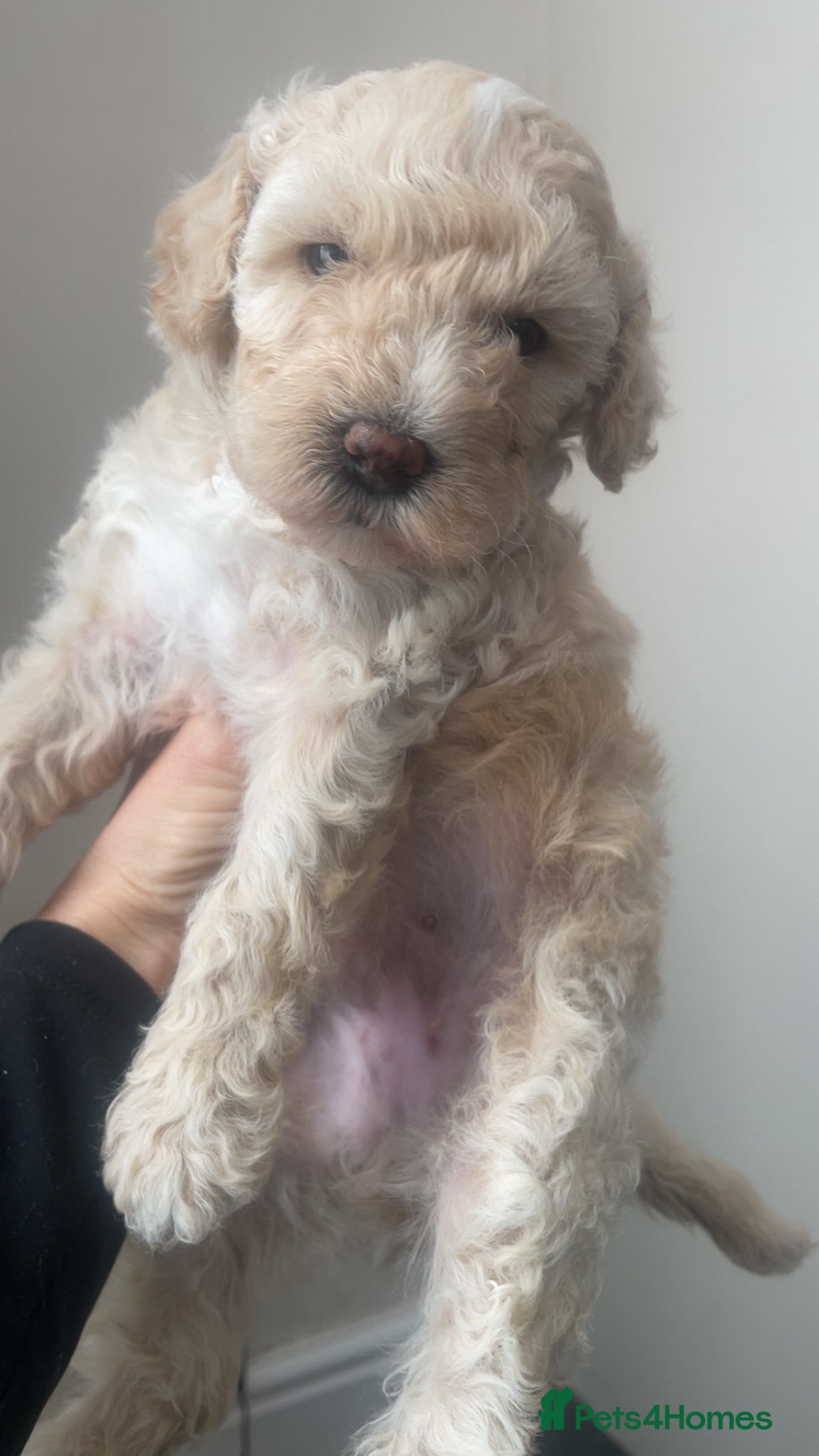 Poochon Puppy 5