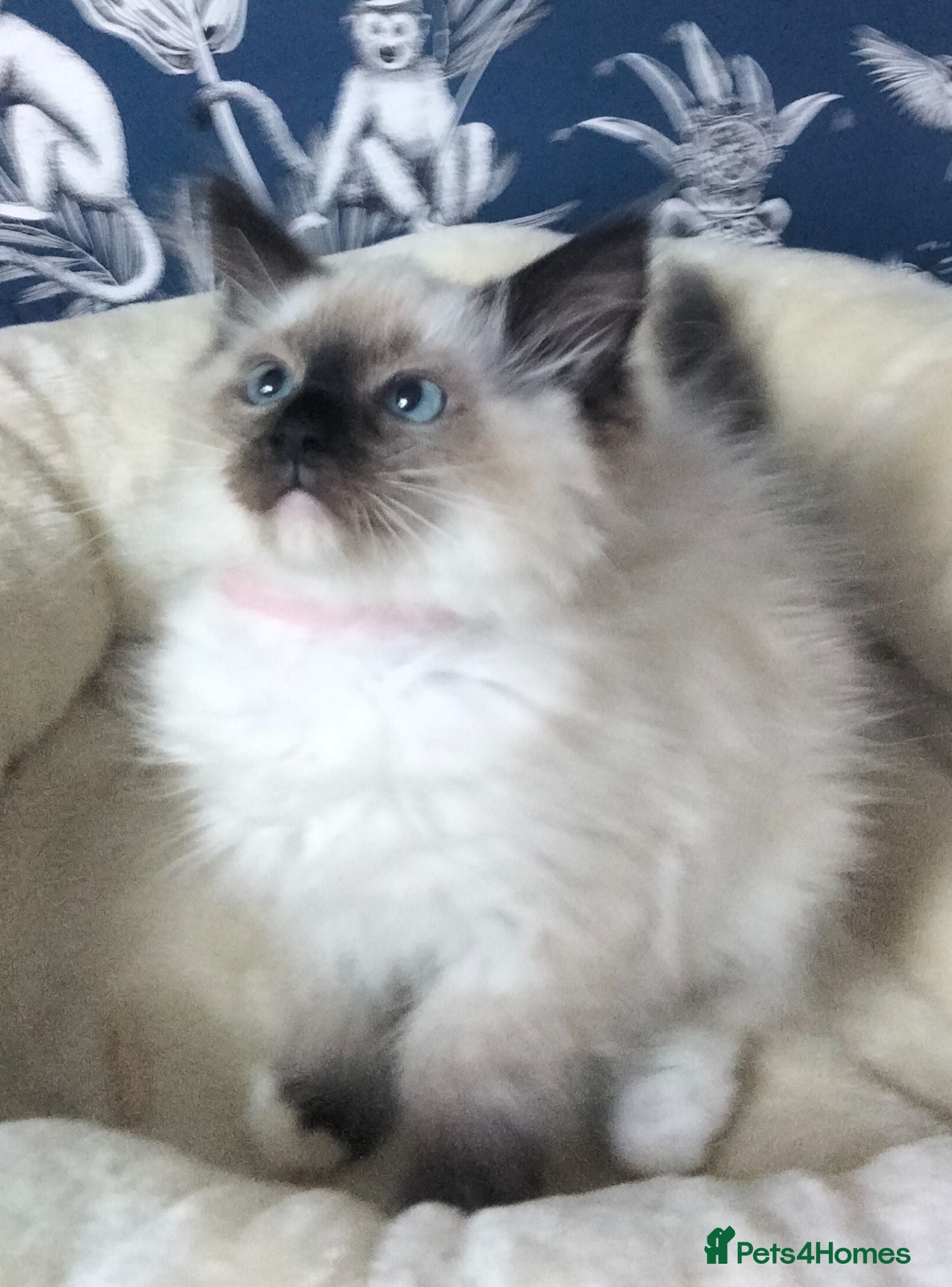 Ragdoll cats Ragdoll Kittens - Advert 1