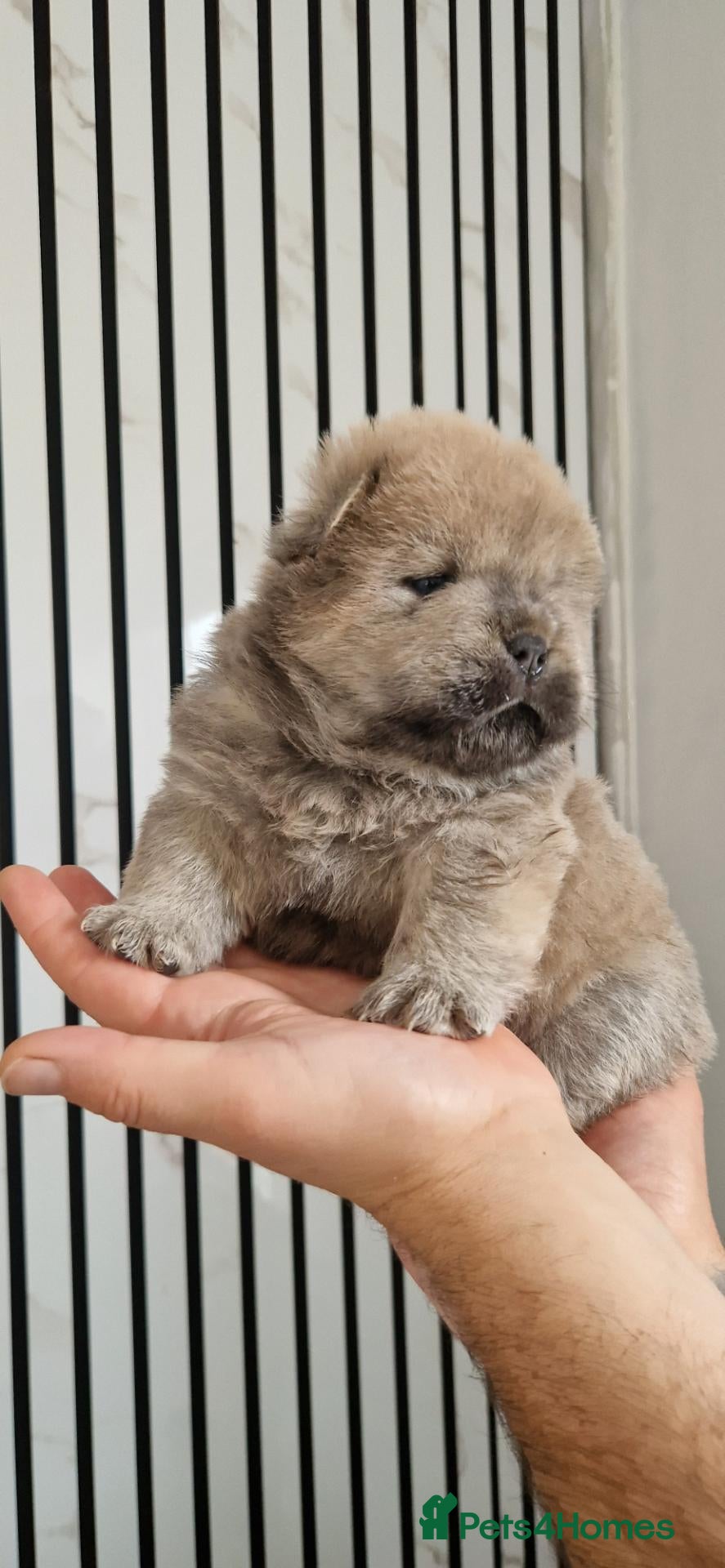 Chow Chow dogs for sale: 💙 CHOW CHOW 🧡 - Advert 1