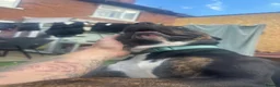 Staffordshire Bull Terrier dogs for sale: Staff x breed for sale - Advert 8