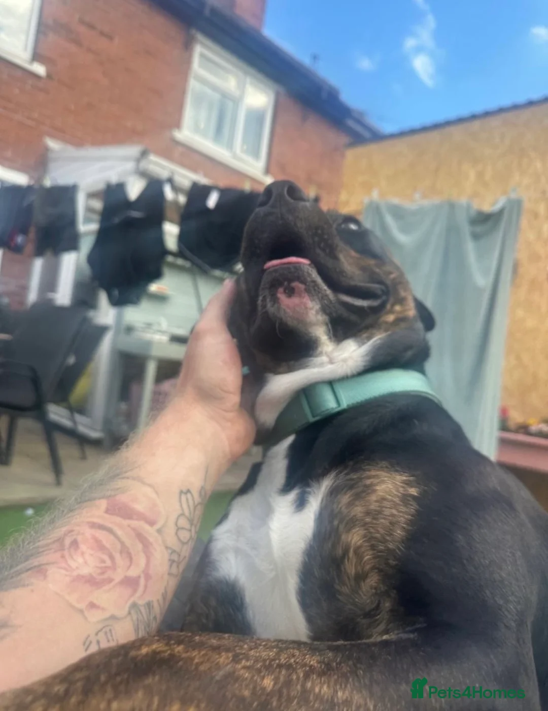 Staffordshire Bull Terrier dogs for sale: Staff x breed for sale - Advert 8