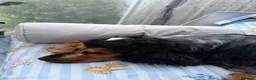 Cocker Spaniel dogs for sale: KC show type cocker spaniel for REHOME  - Advert 5