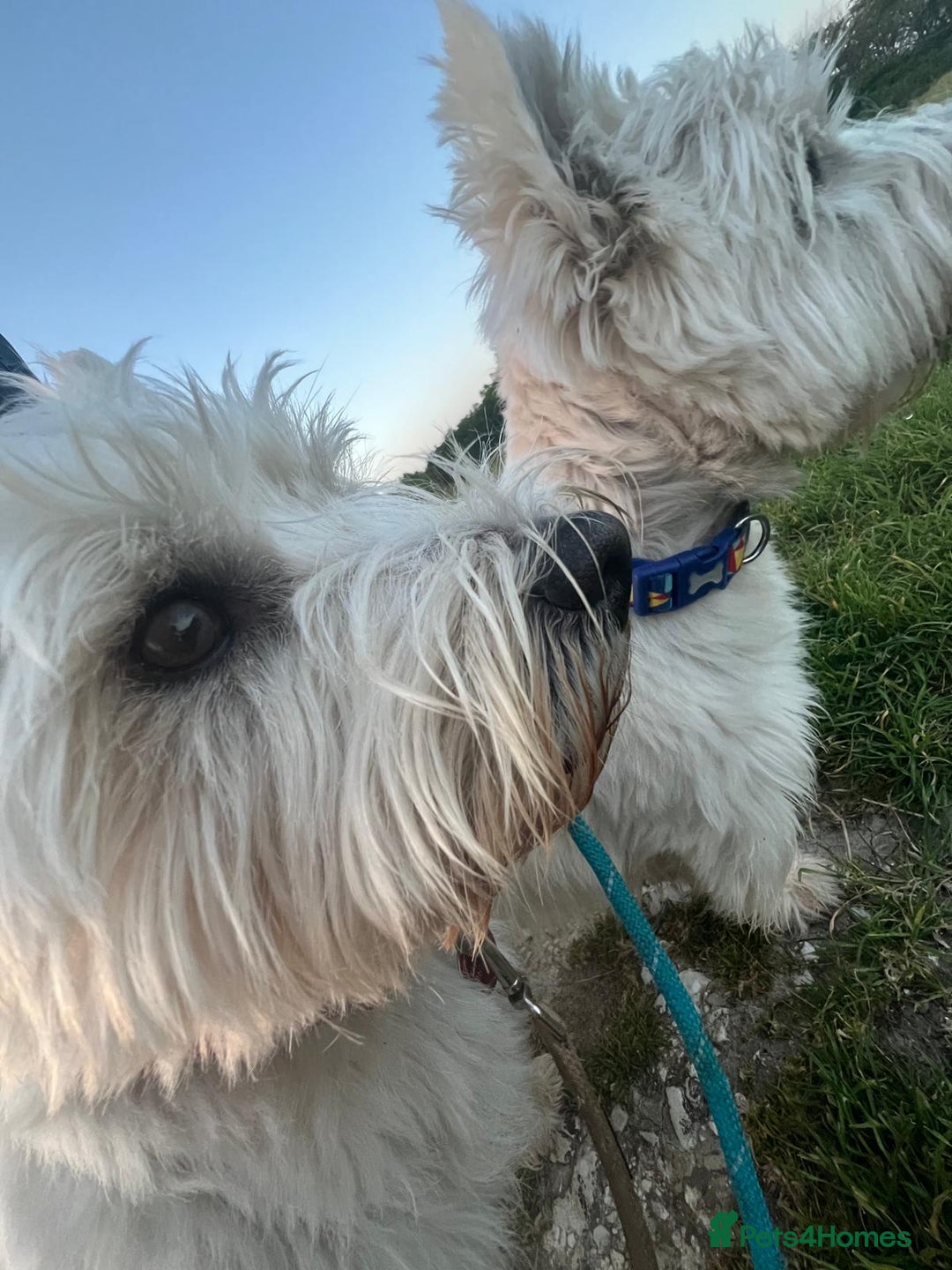 West Highland Terrier dogs for sale: Adorable cute little Westies need forever homes - Advert 9