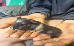 Guinea Pig rodents for sale: 2 female and 2 male Guinea pigs for sale! - Image 2