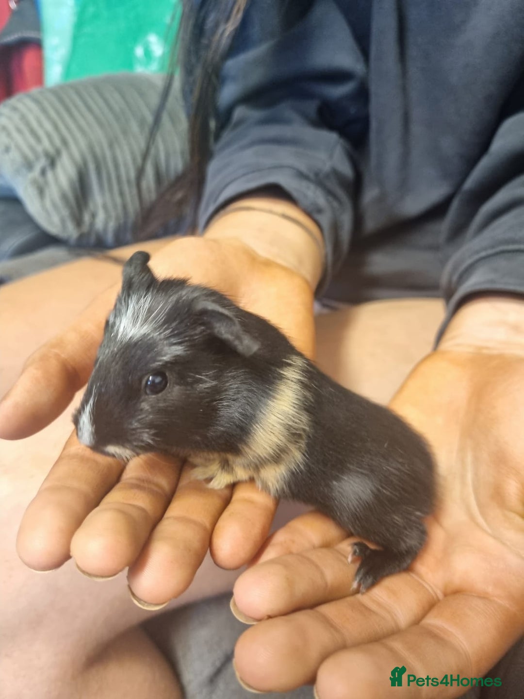 Guinea Pig rodents for sale: 2 female and 2 male Guinea pigs for sale! - Image 2