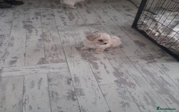 Poochon dogs for sale: Beautiful Poochon Puppies - Image 19