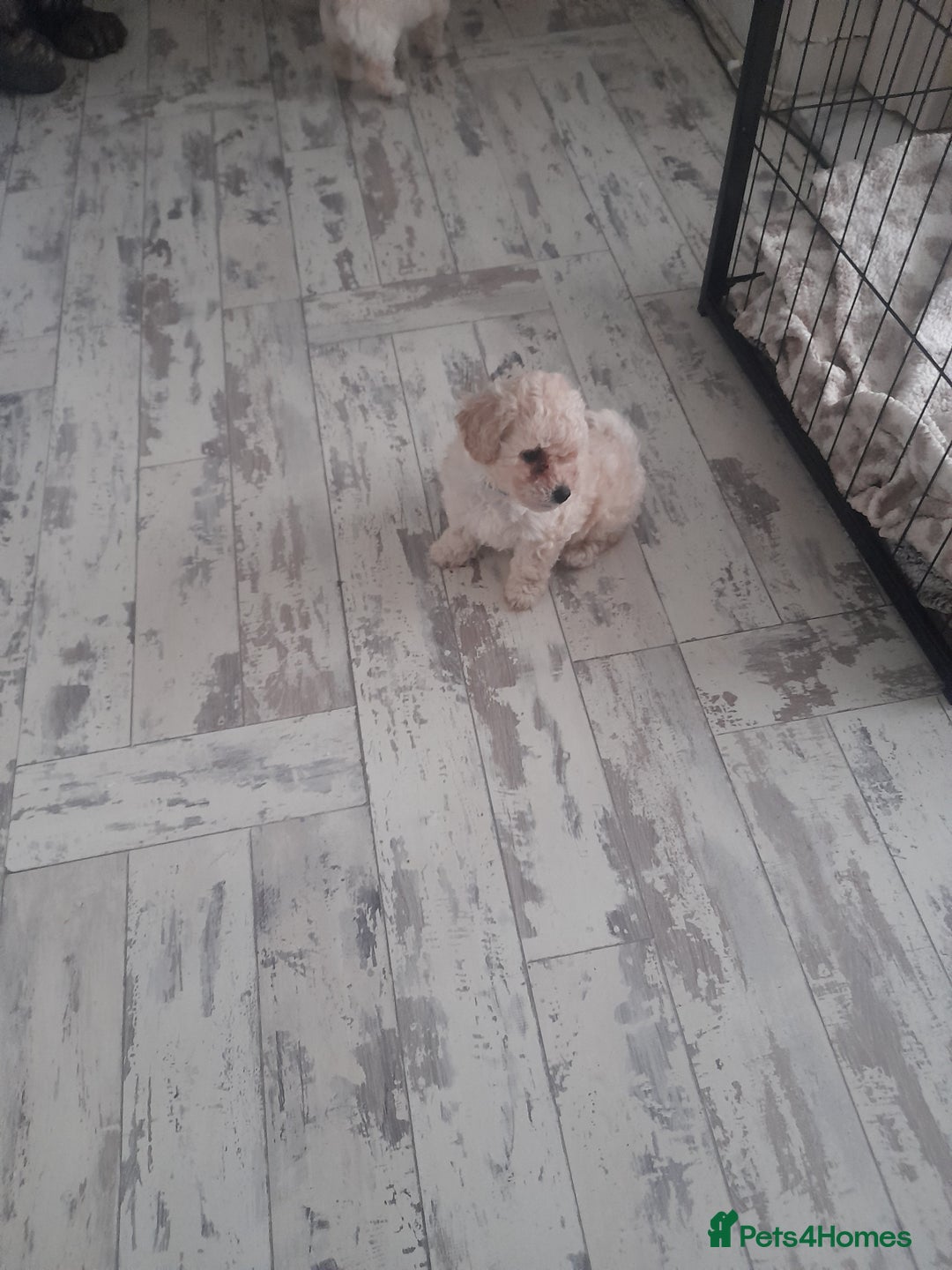 Poochon dogs for sale: Beautiful Poochon Puppies - Image 19