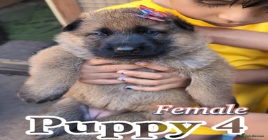 German Shepherd dogs - Advert 3