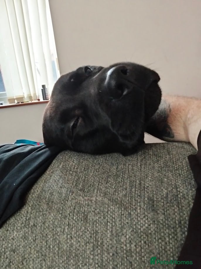 Mixed Breed dogs EXPERIENCED HANDLERS ONLY. Rehoming Vinnie. - Advert 2