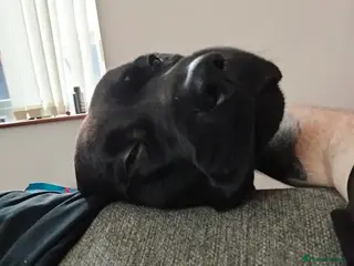 Mixed Breed dogs EXPERIENCED HANDLERS ONLY. Rehoming Vinnie. - Advert 1