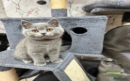 British Shorthair cats for sale: 💙 3 Gorgeous British Blue Kittens Available 💙 - Image 16