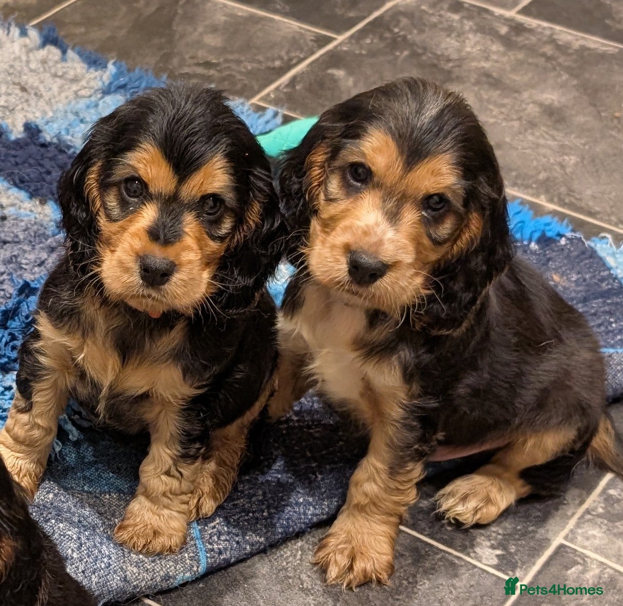 Cocker Spaniel dogs KC Health Tested Show Cocker Spaniel Puppies - Advert 7