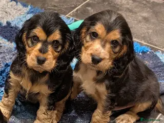 Cocker Spaniel dogs KC Health Tested Show Cocker Spaniel Puppies - Advert 7