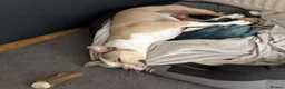 American Bull Staffy dogs for sale: 4 year old American Staff for rehoming - Advert 5